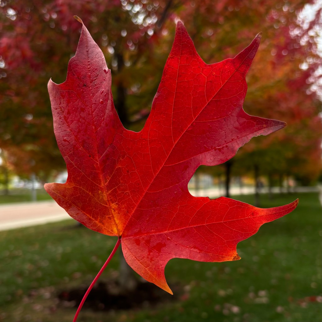 What November Feels Like in Toronto,&nbsp;Ontario?